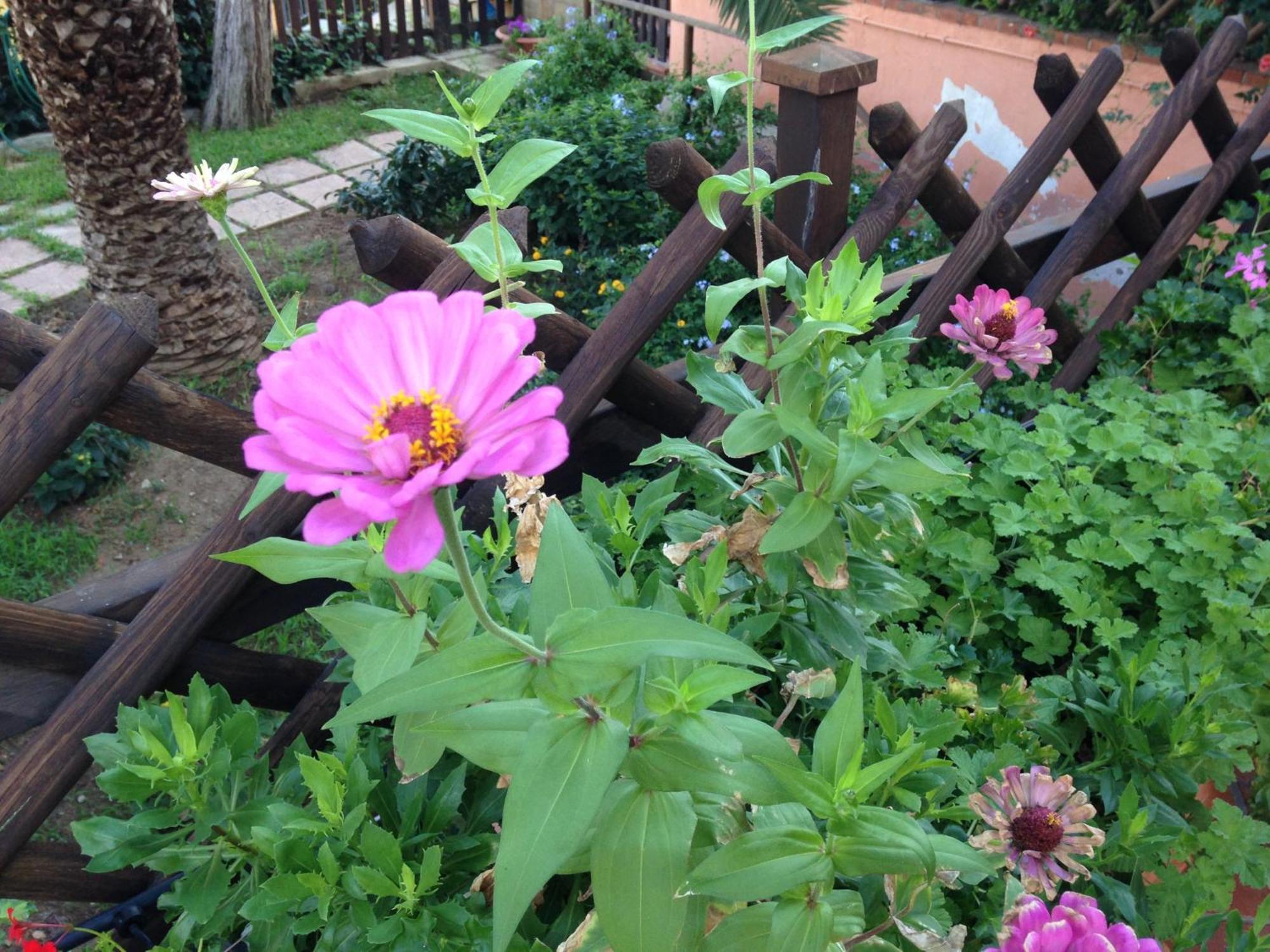 צ'פאלו B&B Villa Di Giorgi מראה חיצוני תמונה